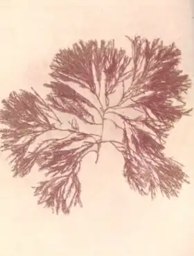 Description de l'image FMIB 53643 Rhodophycees ou Floridees (Algues rouges) Corallinees, Corallina officinalis L.jpeg.