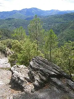 Micaschistes noirs (col Saint-Pierre, corniche des Cévennes).