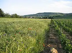 Vignes et céréales.