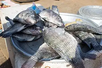 Tilapias