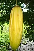 Fruit de Parmentiera aculeata.