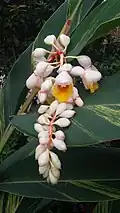 Fleurs.