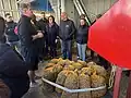 Noix avant extraction des cerneaux de noix. Ici broyage automatisé au Moulin de Severy (Vaud).