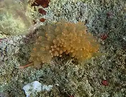 Facelina rhodopos