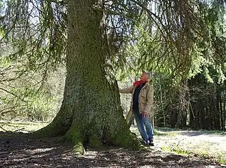 Fagersjöskogen.