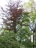 Fagus sylvatica Purpurea (mai 2014)