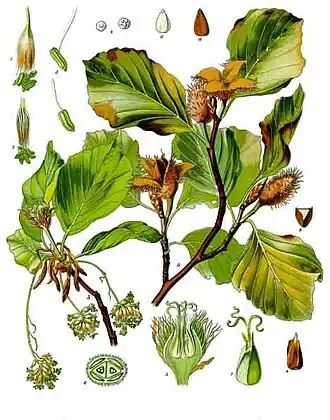 Fagus sylvatica.
