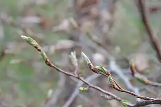 Bourgeons en mars.