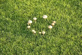 Photo de Marasmius oreades en anneau