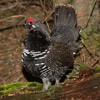 Falcipennis canadensis