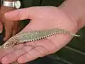 Proie (queue de Uromastyx hardwickii) subtilisée à un Faucon laggar.