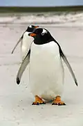 Manchot papou