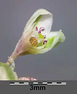 Fleur ouverte