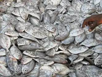Description de l'image FalseTrevally 2.jpg.