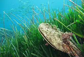 Grande nacre (Pinna nobilis)