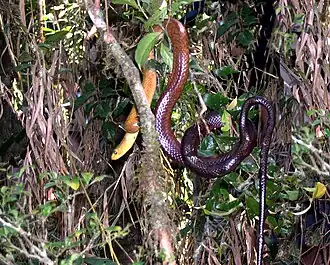 Description de l'image Fandrefiala Arboreal Tree Snake. Ithycyphus perinetti - Flickr - gailhampshire (1).jpg.