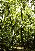 Forêt de Pisonia grandis.