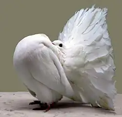 Queue de paon blanc.