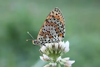 Papillon photographié dans le parc.