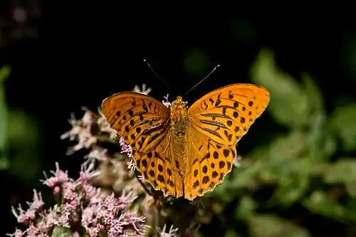 Papillon tigre.