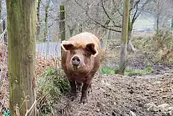 Porc tamworth