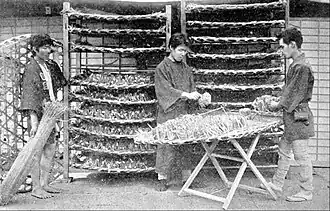 Sériciculture au Japon.
