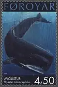Physeter macrocephalus.