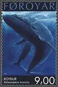 Balaenoptera musculus.