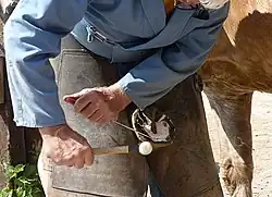 Parage  à l'aide du rogne-pied et de la mailloche.