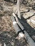 Travaux de fascinage par les APFM pour fixer le sol après incendie en Forêt Domaniale des Maures, 2003.