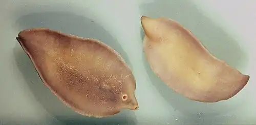 Fasciola hepatica, grande douve du foie (forme adulte).