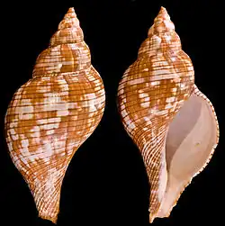 Fasciolaria tulipa