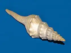 Fusinus excavatus