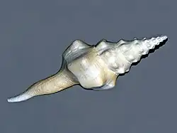 Fusinus undatus
