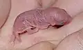 Petit à la naissance