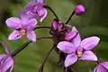 Spathoglottis plicata dans l'île de Fatu Iva, Polynésie française
