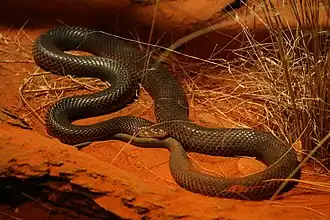 Description de l'image Fauna de Australia12.JPG.