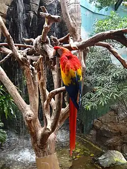 Ara macao