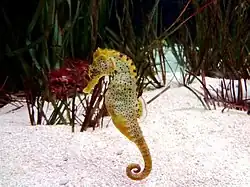 Hippocampe