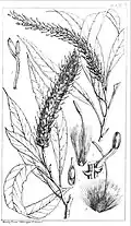 1. Partie de l'épi avec des fleurs non déployées 2. Pétale et étamine 3. Pistil et squamae 4. Ovaire ouvert pour montrer l'ovule solitaire 5. Noix avec style persistant.
