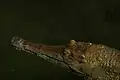 Faux gavial africain.