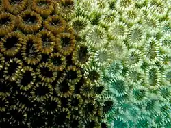 Favia pallida