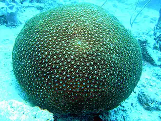Favia sp.