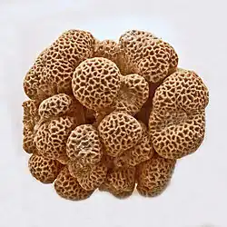 Goniastrea retiformis