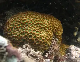 Favites pentagona