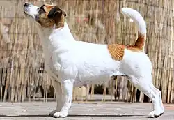 Une femelle jack russell terrier.