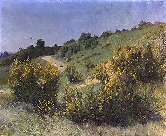 Genêts en fleurs.