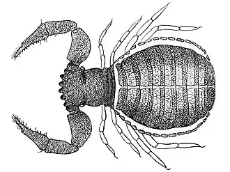 Description de l'image Feaella mirabilis.jpg.