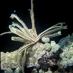 Lamprometra palmata en Mer Rouge.