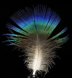 Plume de paon bleu